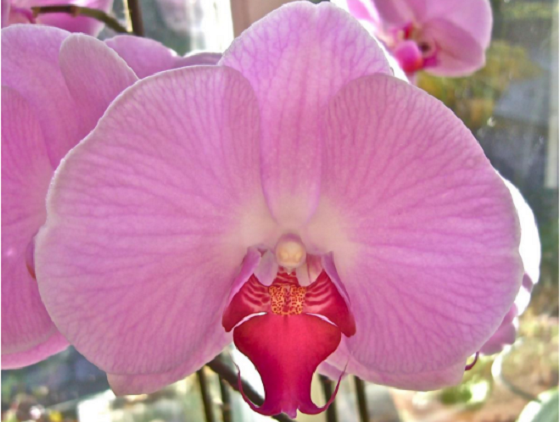 hoatuoi360-tim-hieu-nhung-loai-hoa-doc-la-tren-the-gioi-2